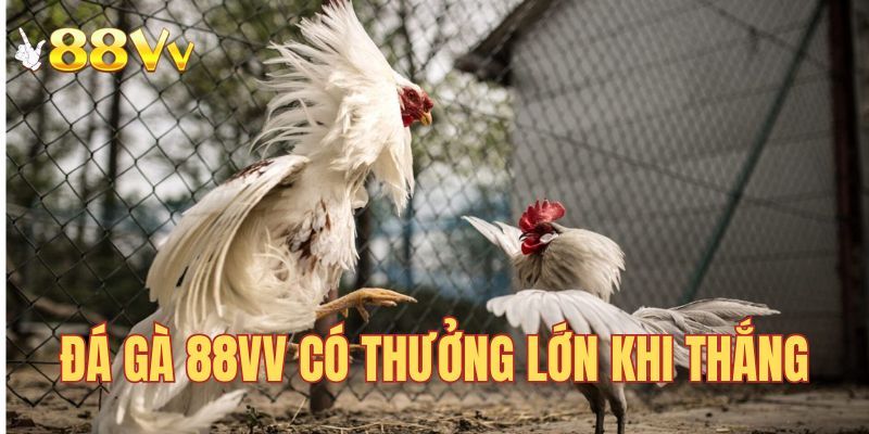 Nhận về giải thưởng cực lớn khi bạn tham gia đá gà 88VV