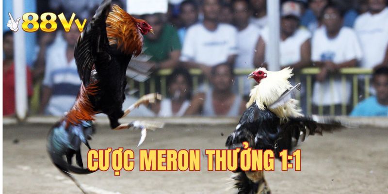 Cược Meron có tỷ lệ chiến thắng cao tại sảnh đá gà 88vv