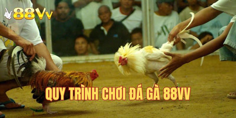 Quy trình tham gia cá cược đá gà tại 88VV